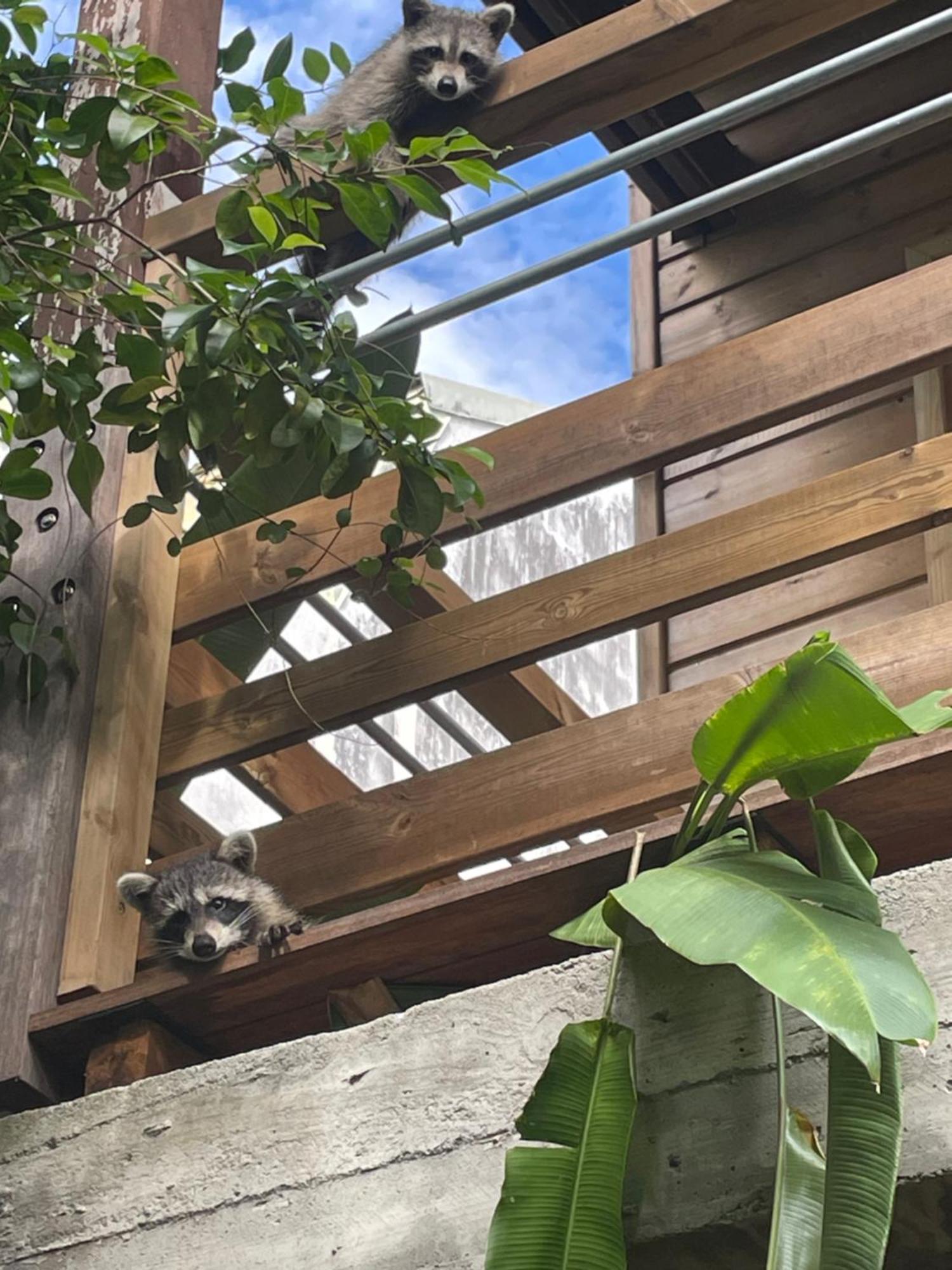 Bungalow Nature Gosier Centre 르 고지에 외부 사진